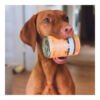 Dog's Love Dog Sopa Bio de Zanahoria - Comida Húmeda para Perro