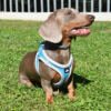 PE69632_8427458036214.PT01 X-Trm Neo - Arnés para Perro
