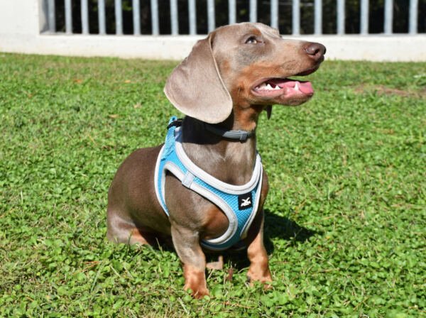 PE69632_8427458036214.PT01 X-Trm Neo - Arnés para Perro