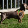 PE69637_8427458036269.PT02 X-Trm Neo - Arnés para Perro