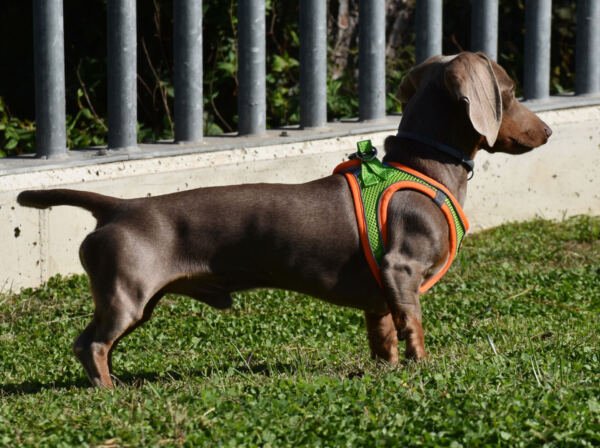 PE69637_8427458036269.PT02 X-Trm Neo - Arnés para Perro