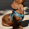 PE69642_8427458036313.PT01 X-Trm Neo - Arnés para Perro