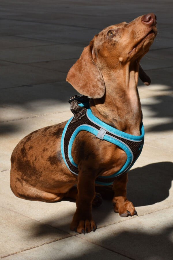 PE69642_8427458036313.PT01 X-Trm Neo - Arnés para Perro