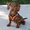 PE69648_8427458036375.PT01 X-Trm Neo - Arnés para Perro