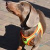 PE69652_8427458036412.PT02 X-Trm Neo - Arnés para Perro