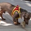 PE69658_8427458036474.PT01 X-Trm Neo - Arnés para Perro