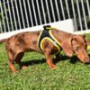 PE69664_8427458036535.PT02 X-Trm Neo - Arnés para Perro