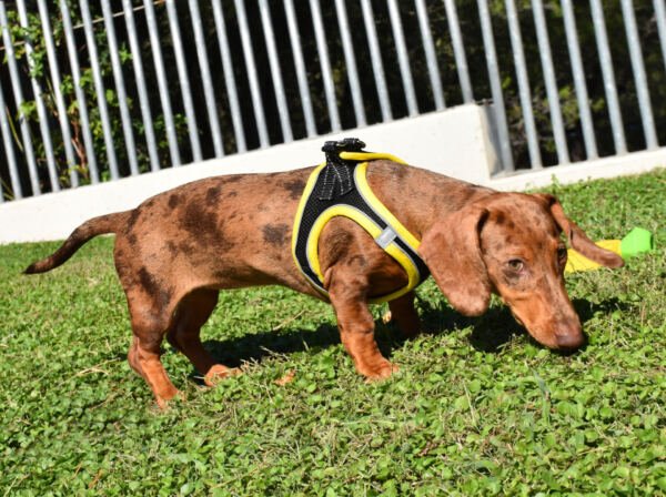 PE69664_8427458036535.PT02 X-Trm Neo - Arnés para Perro