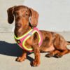 PE69669_8427458036580.PT01 X-Trm Neo - Arnés para Perro