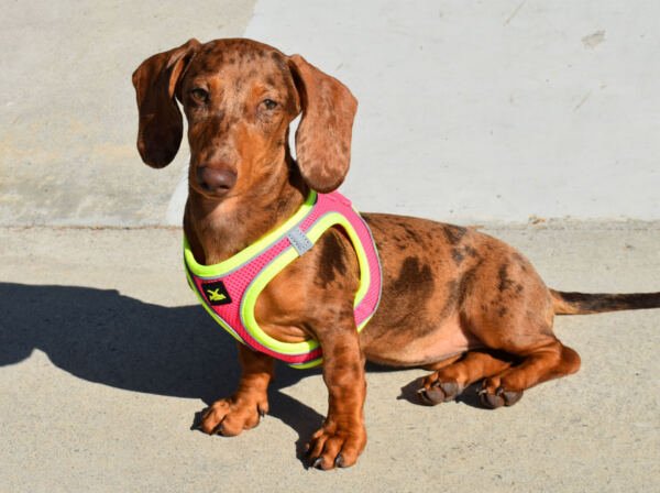 PE69669_8427458036580.PT01 X-Trm Neo - Arnés para Perro
