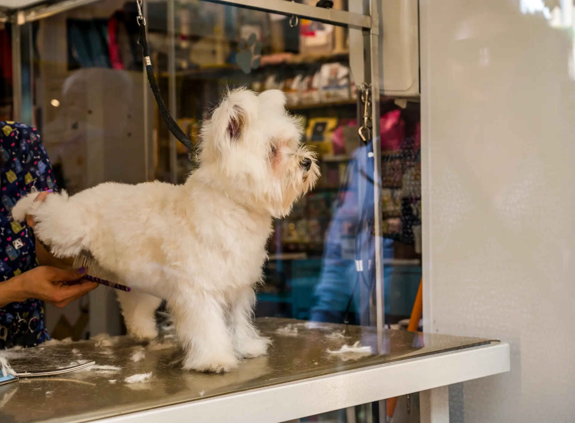 Perro feliz y limpio