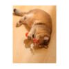 6953182748311_2 M-Pets Charmy Amulet con Matatabi - Juguete para Gato