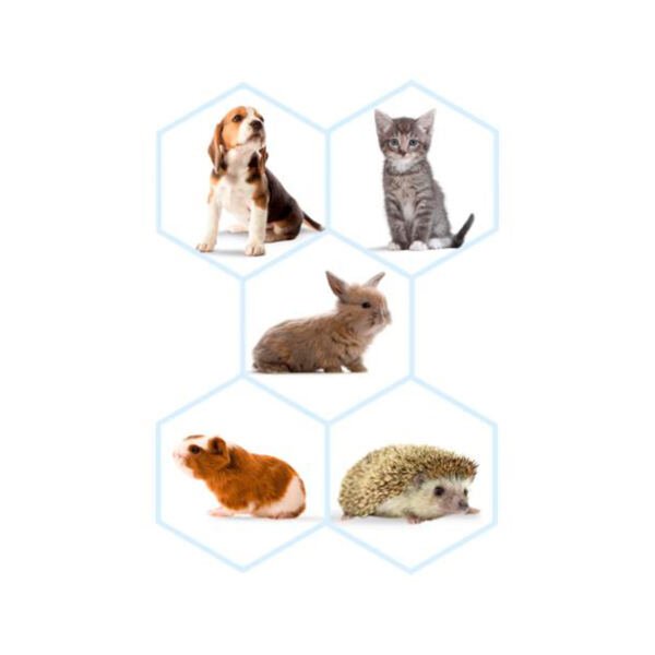 Beaphar Lactol Kit - Complemento para Perrito, Gatito y Otros Animales
