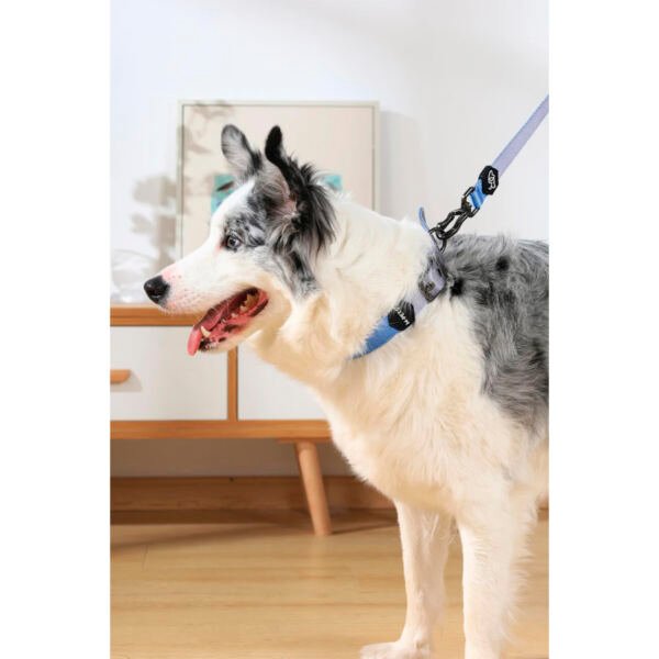 urban gentle dog collar ACOLCHADO perro_foto con perro M-Pets Gentle Dog Collar Acolchado - Accesorio para Perro
