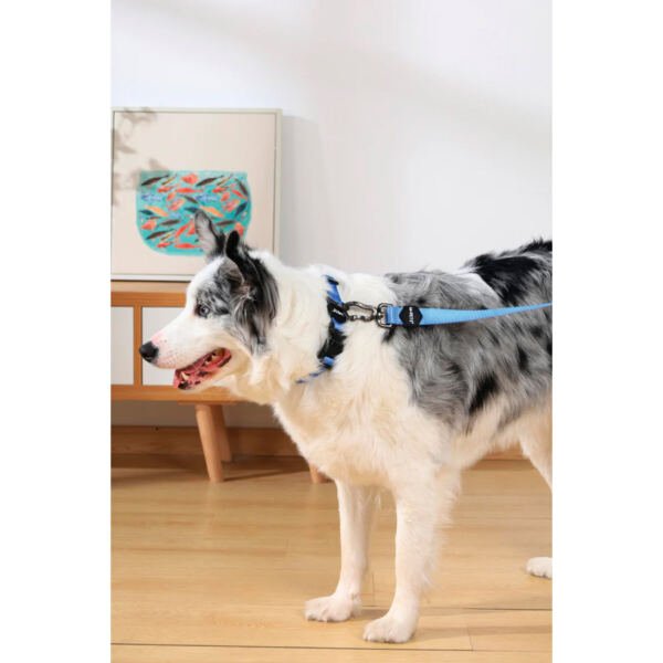 M-Pets Gentle Dog Collar - Accesorio para Perro
