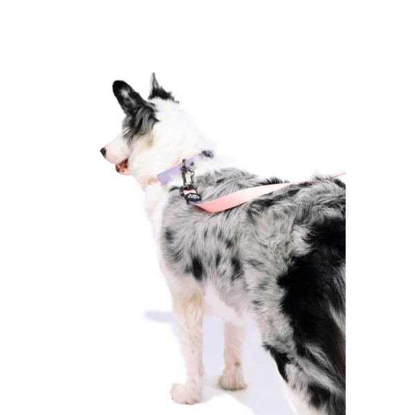 M-Pets Gentle Dog Correa - Accesorio para Perro