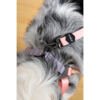 M-Pets Gentle Dog Correa - Accesorio para Perro