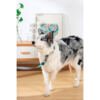 M-Pets Gentle Dog Correa - Accesorio para Perro