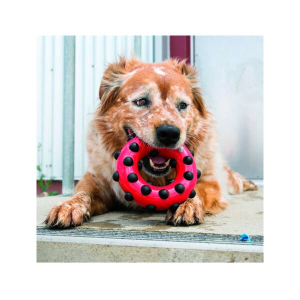 035585401034_2 Kong Dotz Circle - Juguete para Perro