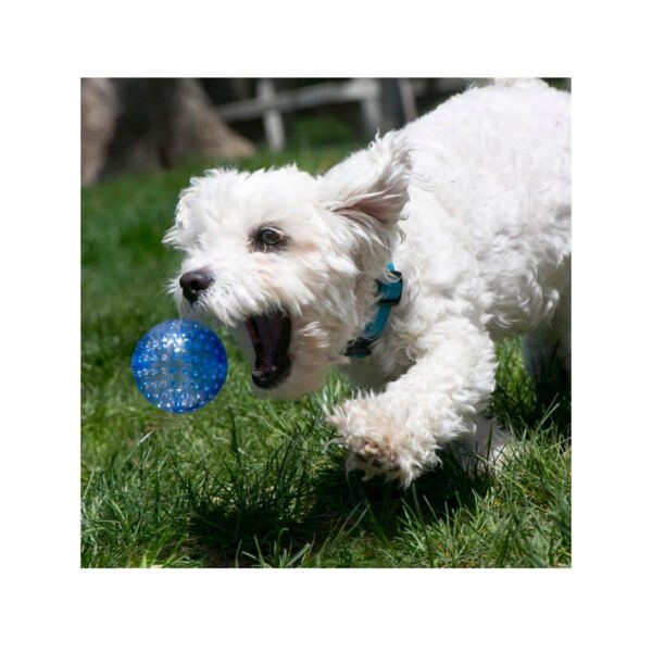 Kong Squezz Geozd 2 Balls - Juguete para Perro