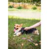 urban style correa perro _foto con perro M-Pets Urban Style Correa - Accesorio para Perro