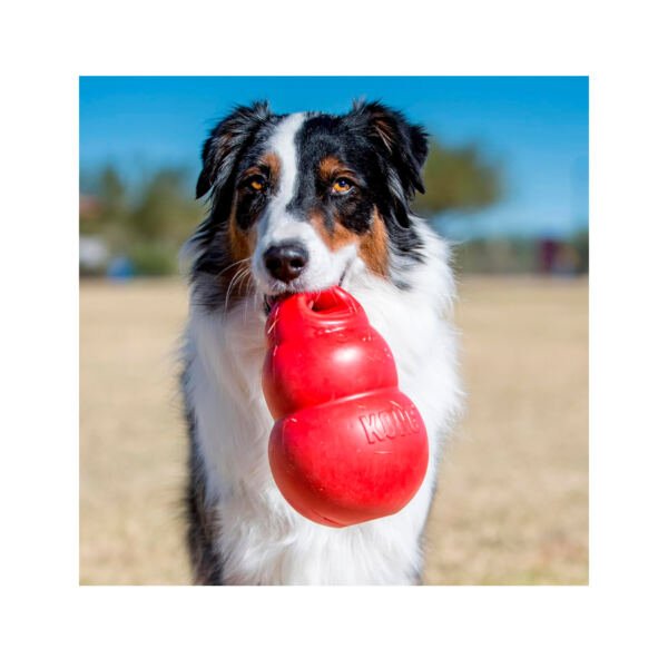 035585034041_3 Kong Bounzer - Juguete para Perro