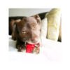 Kong Dental Stick - Juguete para Perro