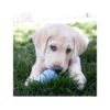 035585131115_2 Kong Puppy - Juguete para Cachorro