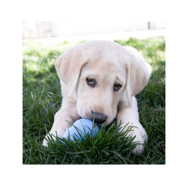 035585131115_2 Kong Puppy - Juguete para Cachorro