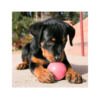 035585356020_3 Kong Ball - Pelota para Puppy