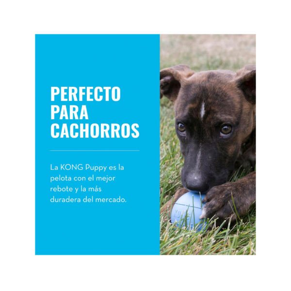 035585356020_4 Kong Ball - Pelota para Puppy