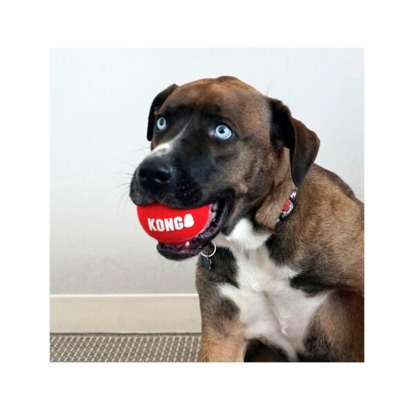 035585503189_4 Kong Pelotas Sport Signature - Juguete para Perro