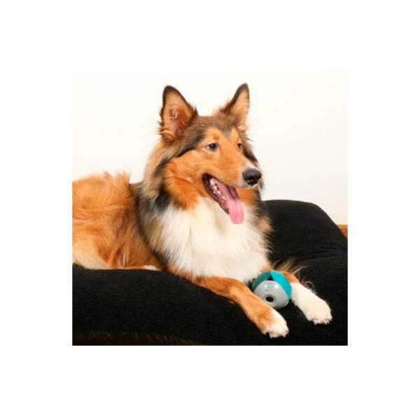 D&D Pelota de Goma Luca Lagoon con Sonido - Juguete para Perro