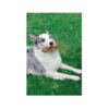M-Pets Chewood Hueso - Juguete para Perro