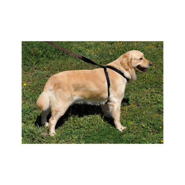 8427458822411_3 Nayeco Arnés de Seguridad - Accesorio para Perro