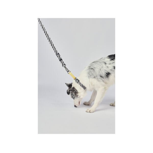 M-Pets Wild Jungle Collar Zebra - Accesorio para Perro