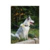 M-Pets Wild Jungle Collar Zebra - Accesorio para Perro