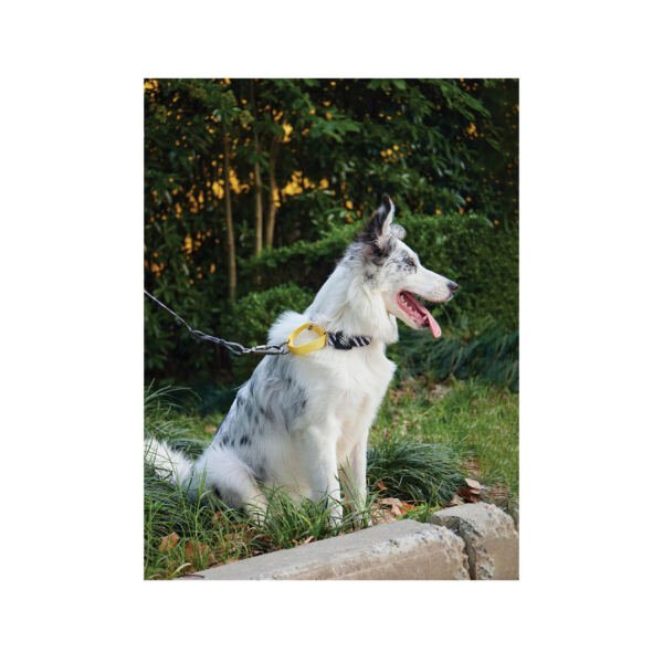 M-Pets Wild Jungle Collar Zebra - Accesorio para Perro