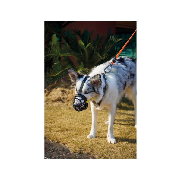 bozaal bark guard amarillo_2 M-Pets Bozal Bark Guard - Accesorio para Perro