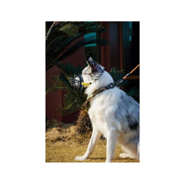 bozaal bark guard amarillo_3 M-Pets Bozal Bark Guard - Accesorio para Perro