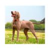 Rogz Collar Classic - Accesorio para Perro