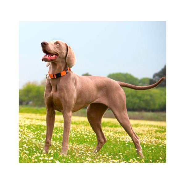 Rogz Collar Classic - Accesorio para Perro