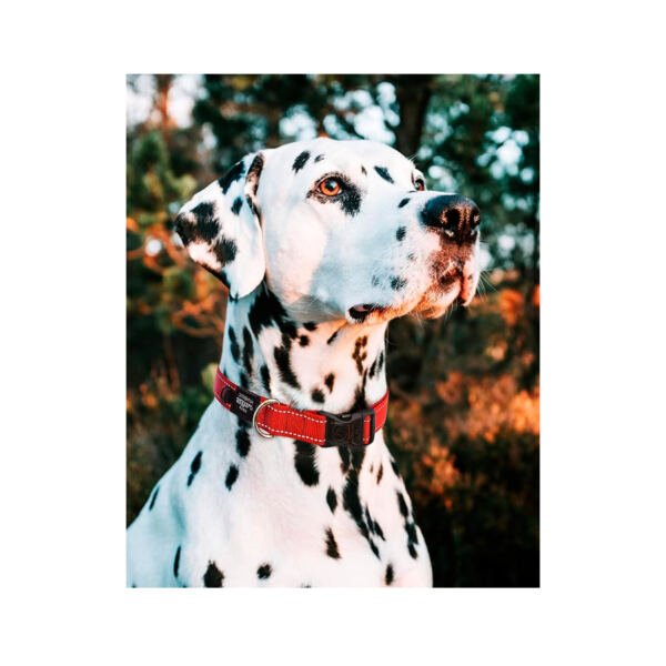 Rogz Collar Classic - Accesorio para Perro