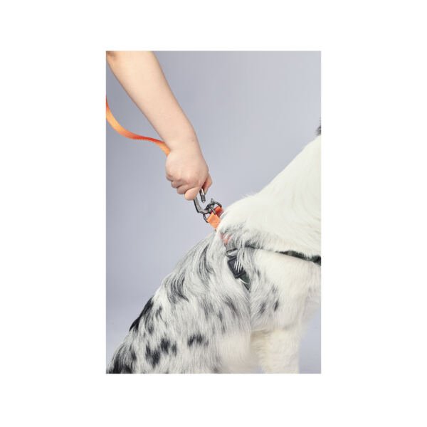 wils safari camuflaje correa_2 M-Pets Wild Jungle Arnés Safari - Accesorio para Perro