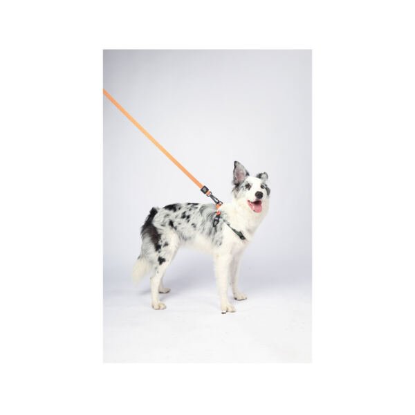 wils safari camuflaje correa_3 M-Pets Wild Jungle Arnés Safari - Accesorio para Perro