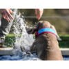 8429083046583 + 8429083046606 + 8429083046620_2 Freedog Collar Cool Pro Tech Rosa - Accesorio para Perro