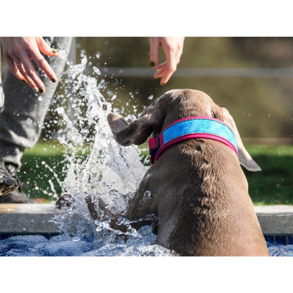 8429083046583 + 8429083046606 + 8429083046620_2 Freedog Collar Cool Pro Tech Rosa - Accesorio para Perro