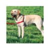 Easy Walk Arnés Anti-Tirones - Accesorio para Perro