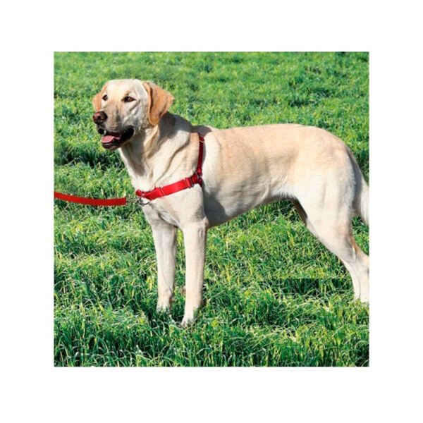 Easy Walk Arnés Anti-Tirones - Accesorio para Perro