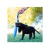 Kiwi Walker Zeppelin - Juguete para Perro